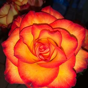 Meet your Posher, Josuarit